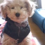 スマイル　ココ